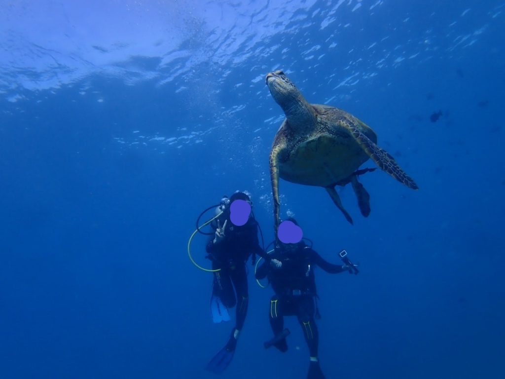 ウミガメがたくさん見れた！ハワイで参加したダイビングのツアーご紹介！